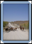 troupeau himba Namibie