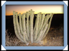 Fish River Canyon : cactus