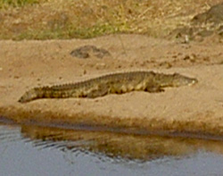 Crocodile