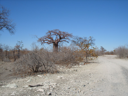 Piste Planet Baobab