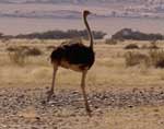 Ostrich