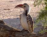 the red-billed Hornbill