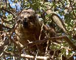 Hyrax