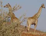 girafe