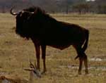 wildebeest