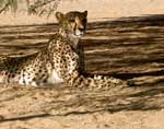 guepard