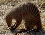 Mongoose