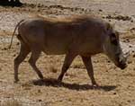 Warthog