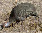 Helmeted Guineafowl