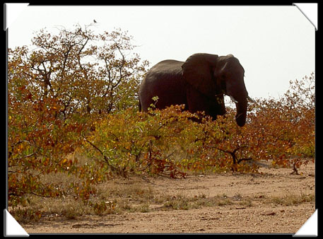 photos elephant Kruger Afrique du sud