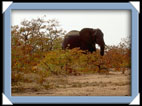 photos Kruger Afrique du sud