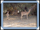 photos Kruger Afrique du sud