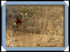 photos Kruger Afrique du sud