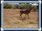 photos Kruger Afrique du sud