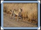 photos Kruger Afrique du sud