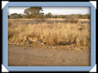 photos Kruger Afrique du sud