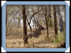 photos Kruger Afrique du sud