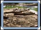 photo otjiwarongo crocodile ranch acacia park Namibie