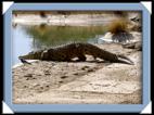 photo otjiwarongo crocodile ranch acacia park Namibie