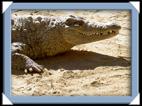 photo otjiwarongo crocodile ranch acacia park Namibie
