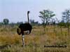 ostrich namibia