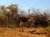 ostrich namibia