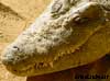 crocodile namibie