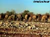 elephant namibia