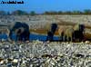 elephant namibie