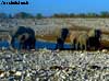 elephant namibia