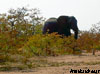 animaux