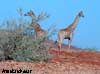 giraffe namibia