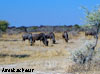 gnu namibia