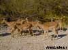 impala namibiae