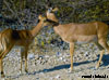 impala namibie