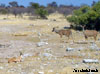 kudu namibia