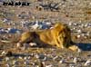 lion namibia