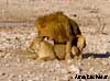 lion namibia