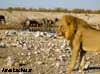 lion namibia