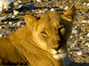 lionne namibie