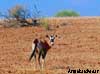 oryx namibie