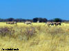 oryx namibie