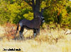 oryx namibie