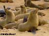 fur seal namibia