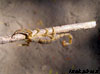 scorpion namibie