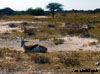 springbok namibie