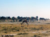 springbok namibie