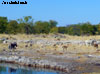 springbok namibie