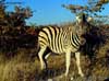 zebre namibie