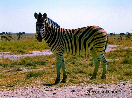 zebre a etosha